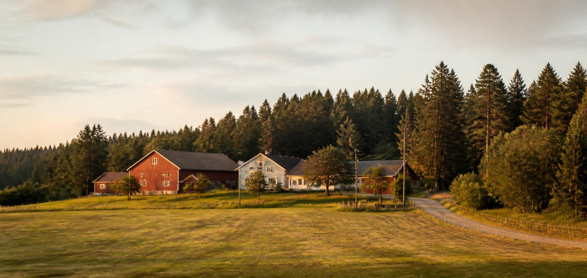 Snebro Gård med gårdsbyggnader, öppna fält och skog i kvällsljus